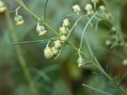 Artemisia abrotanum