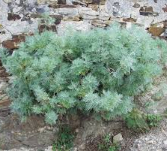 Artemisia arborescens