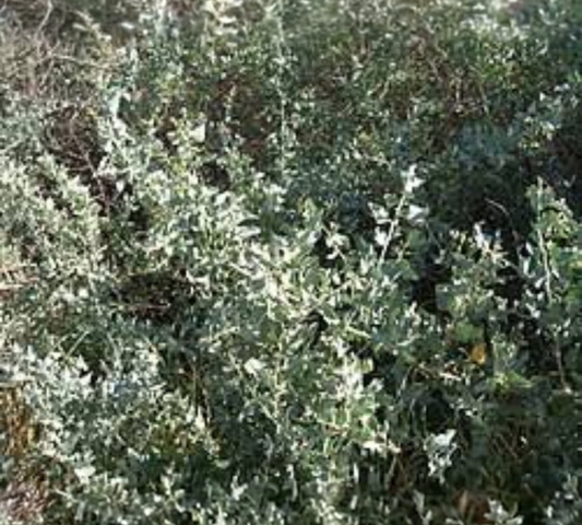 Atriplex canescence
