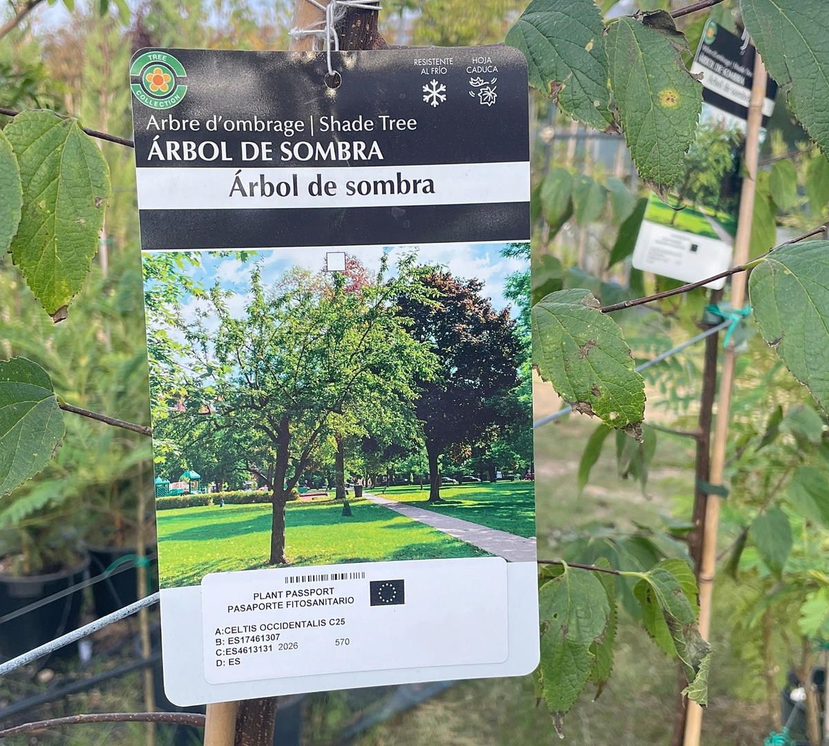 Il Celtis occidentalis, 