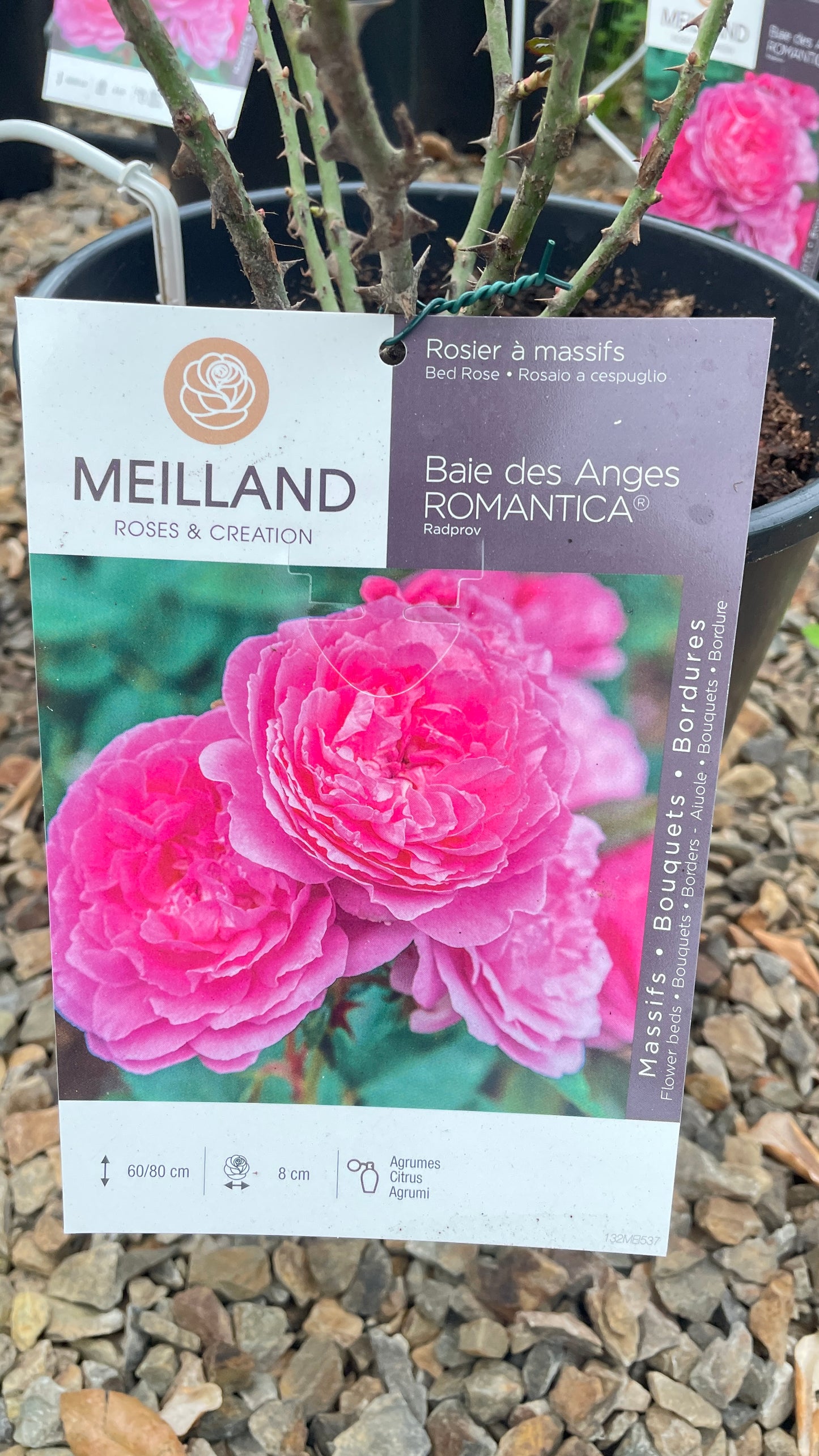 Baie de Anges Romantica Radprov