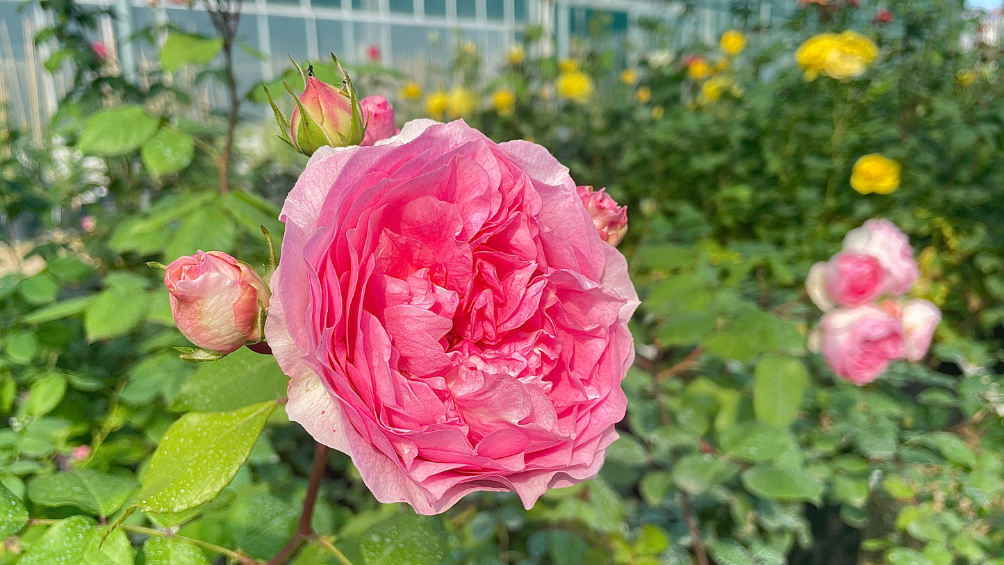 Baie de Anges Romantica Radprov