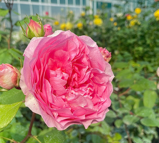 Baie de Anges Romantica Radprov