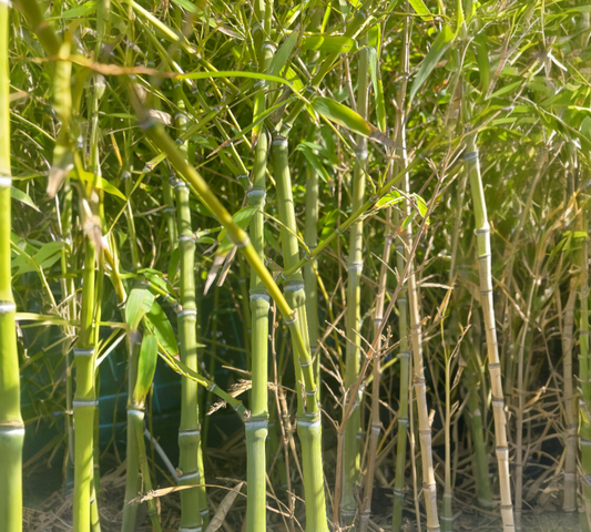 Bambu dendrocalamus giganteus v30 cm