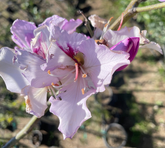 Bauhinia