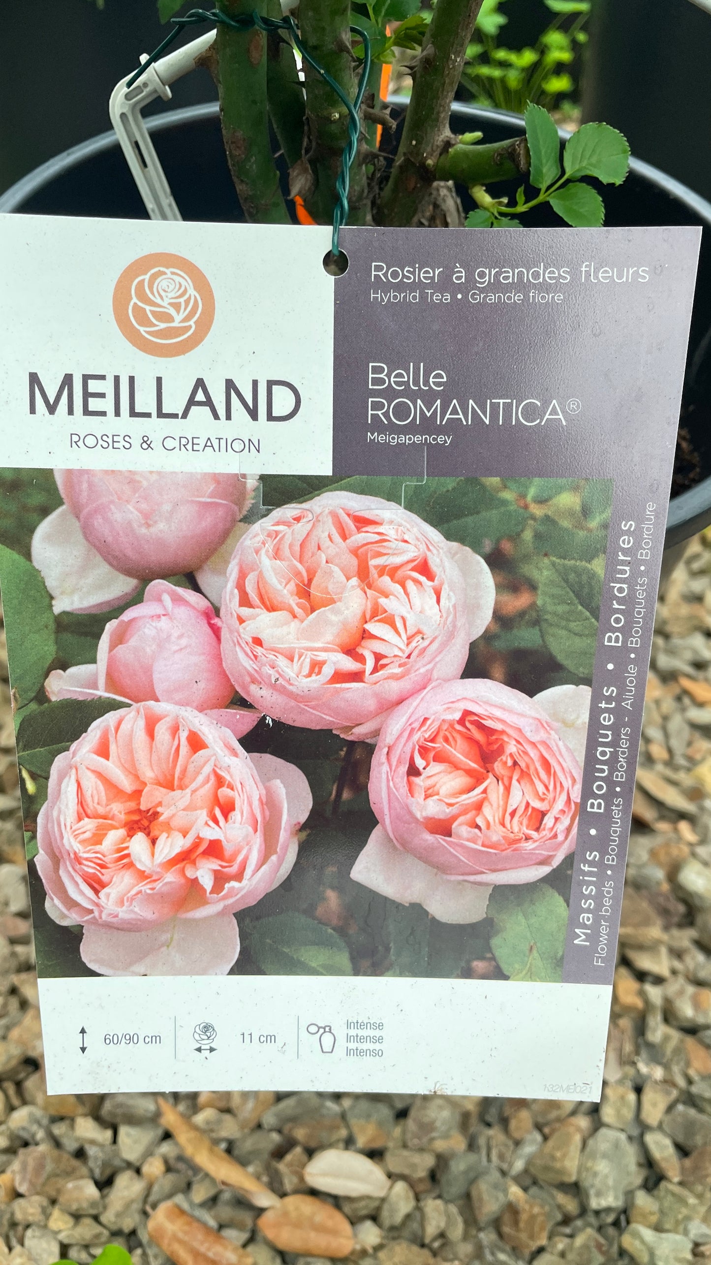 Belle Romantica Meigapencey