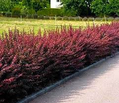 Berberis_Thunbergii_Atropurpurea