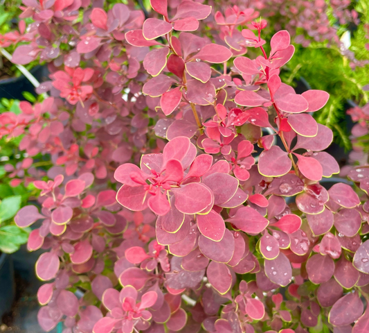 Berberis_Thunbergii_Atropurpurea