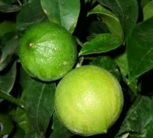Bergamotto