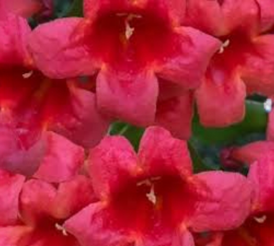 
Bignonia cherry