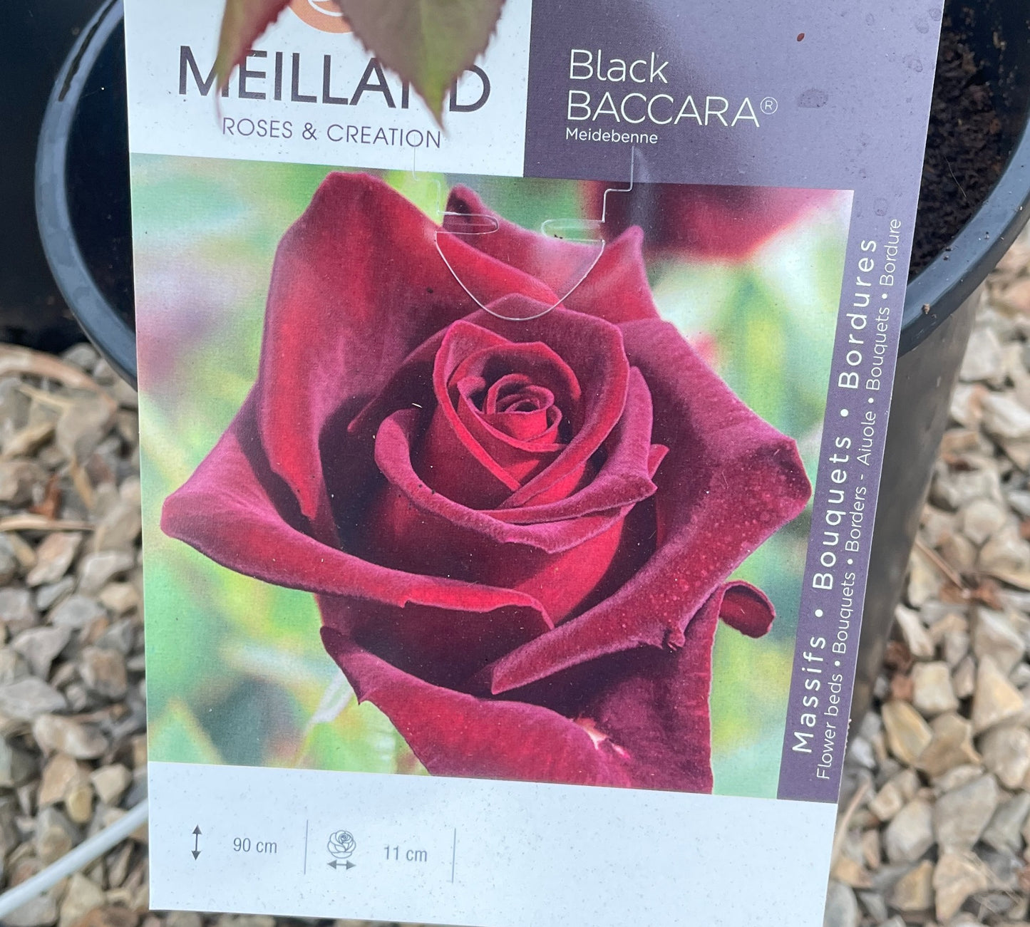Black Baccara Meidebenne