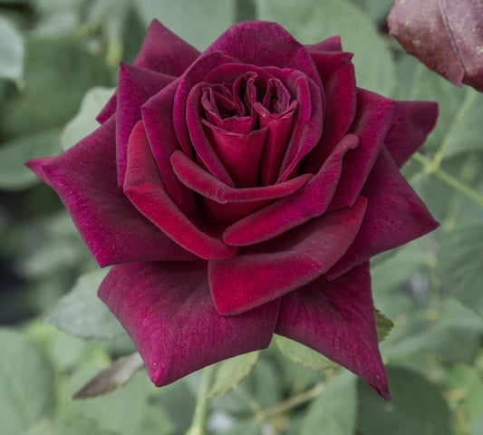 Black Perfumella v24 cm