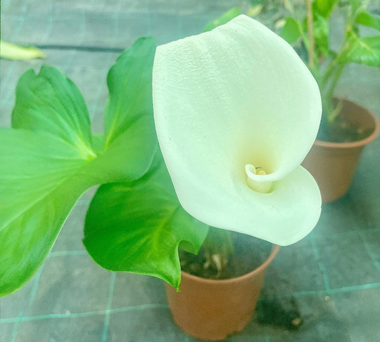 Calla  – Vaso 22 cm