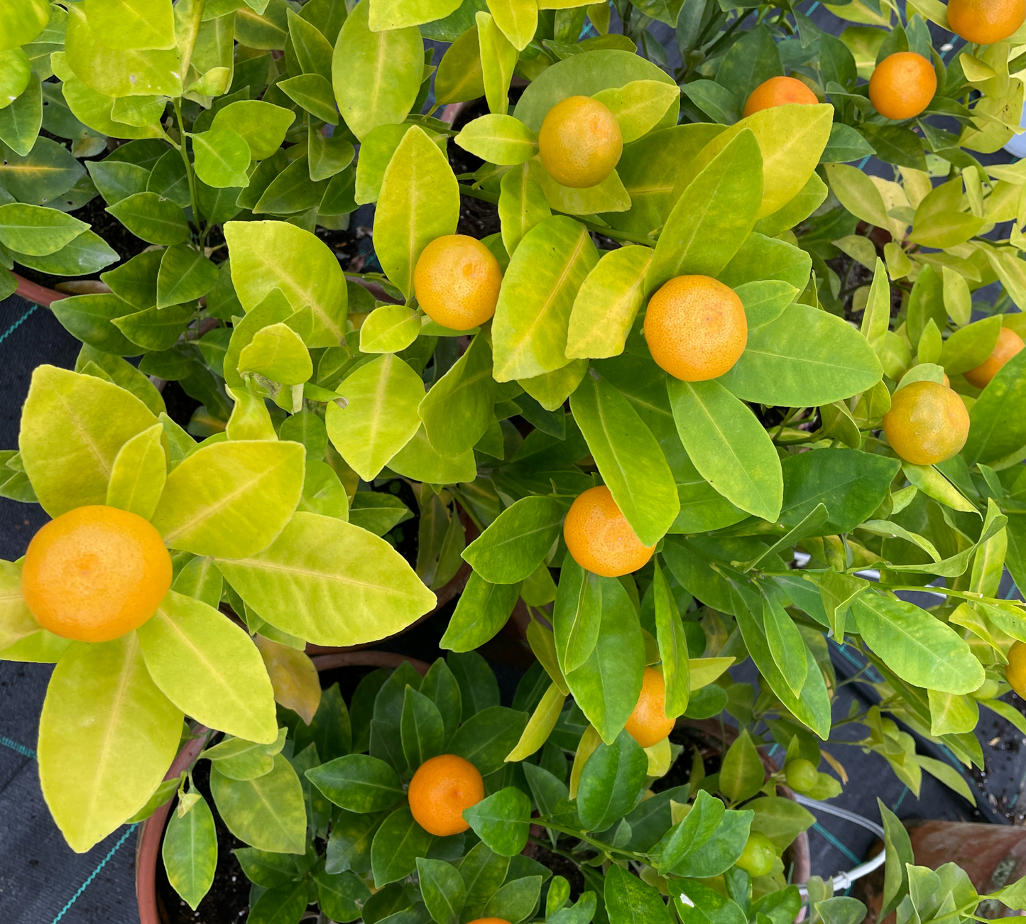 Calamondino v24 cm