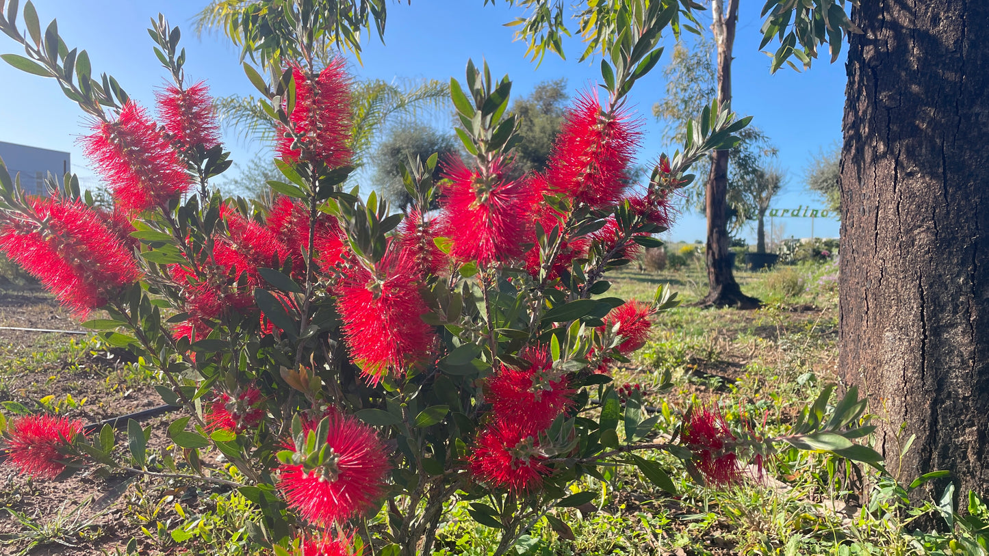 Callistemon v35 vm