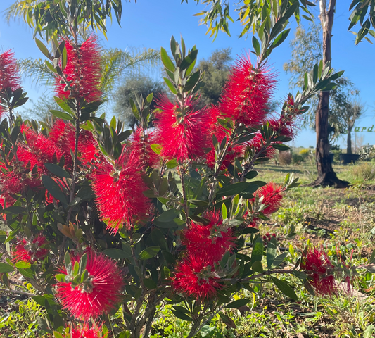 Callistemon v35 vm