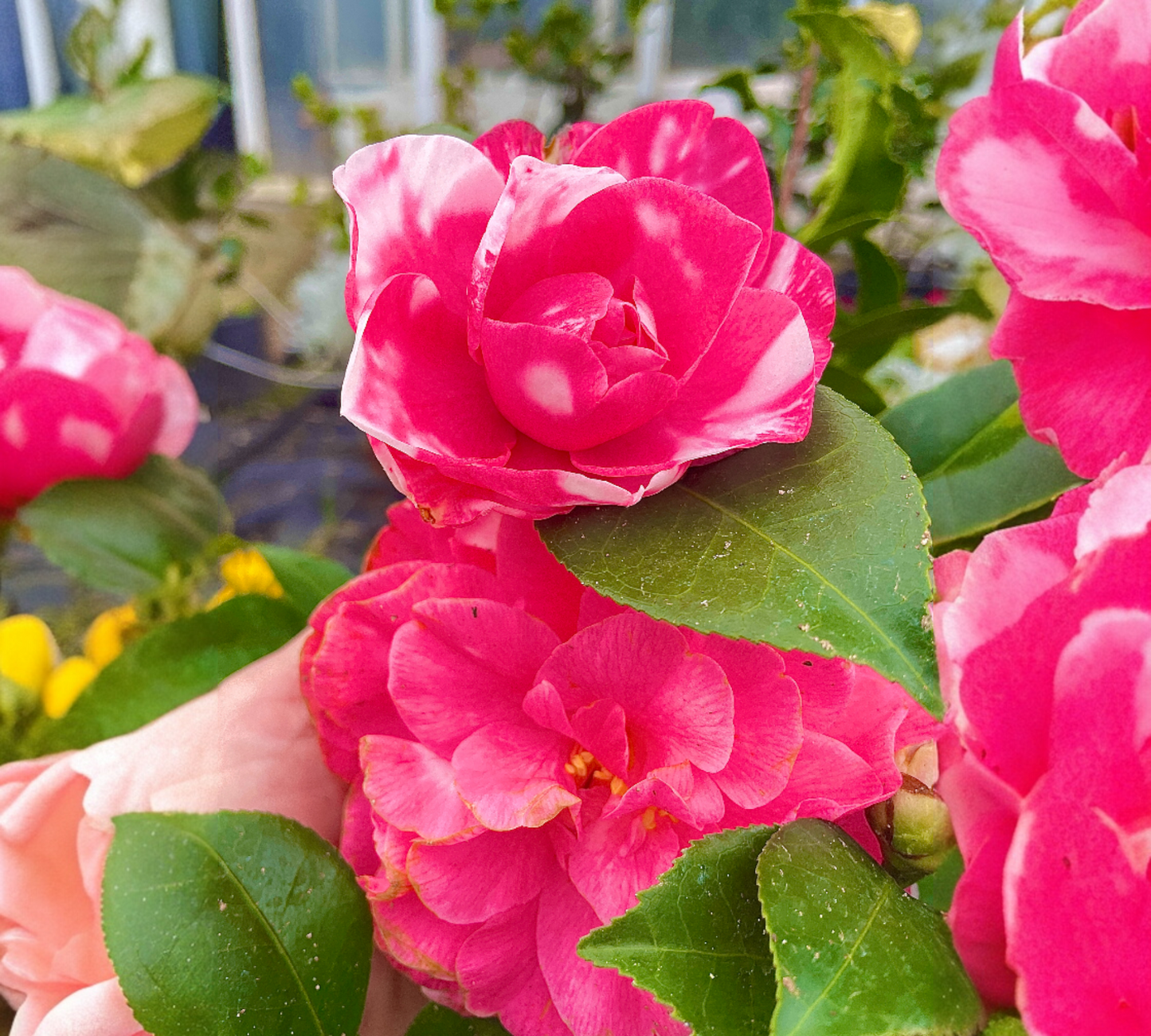 Camelia 4 colori