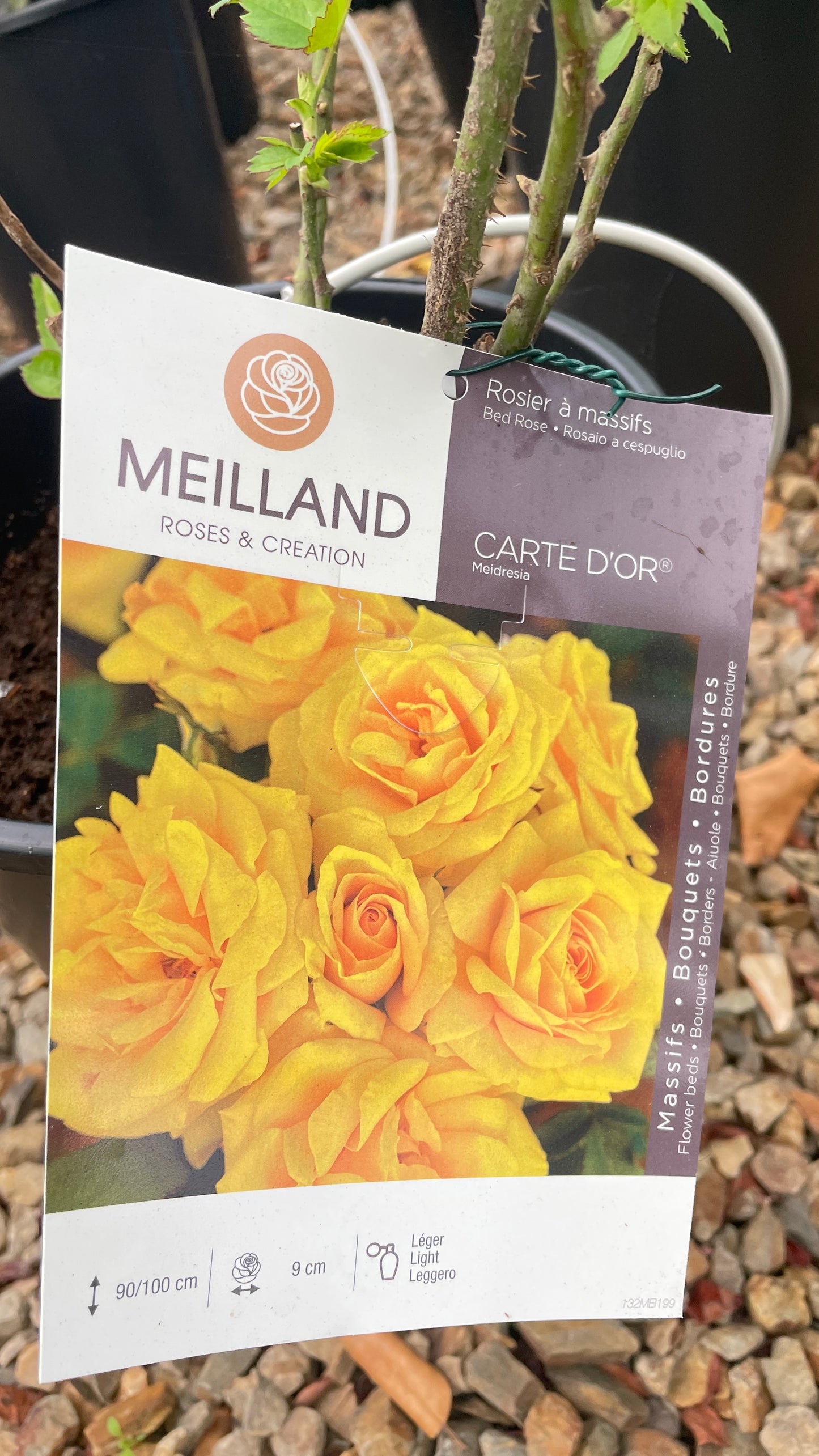 Carte D'Or Meidresia