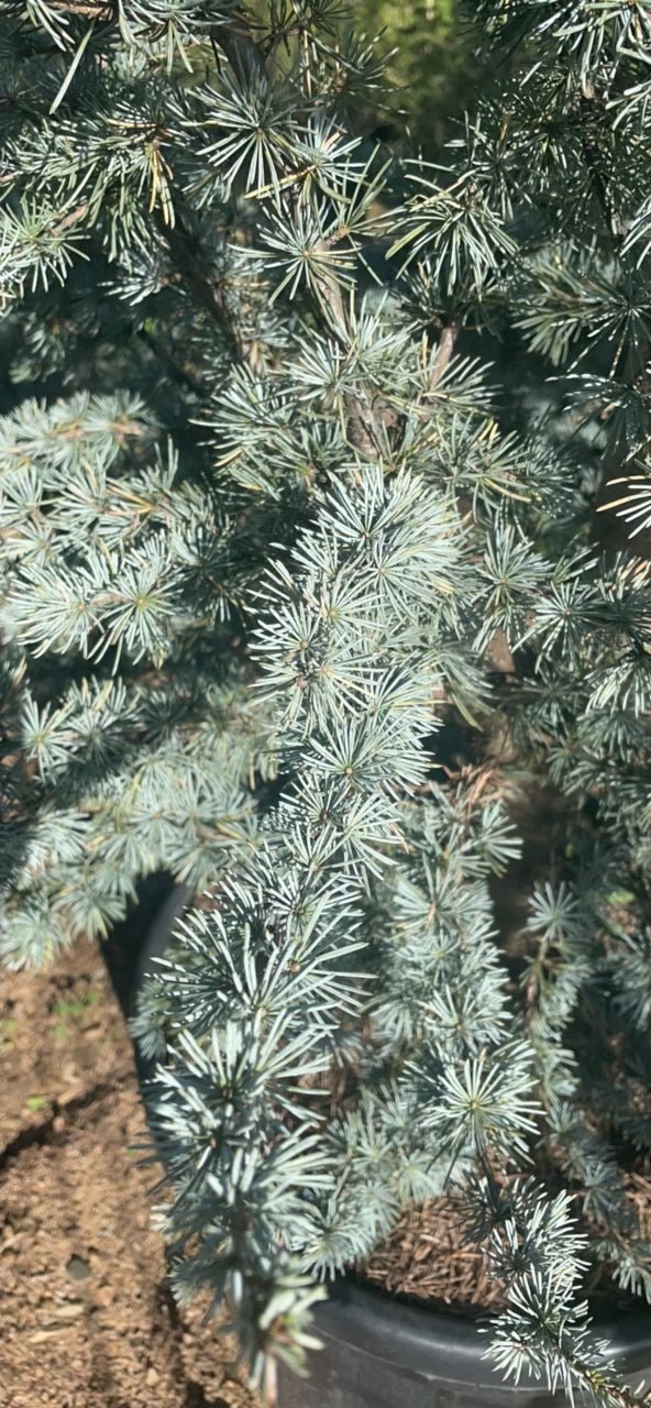 Cedrus Atlantica Glauca