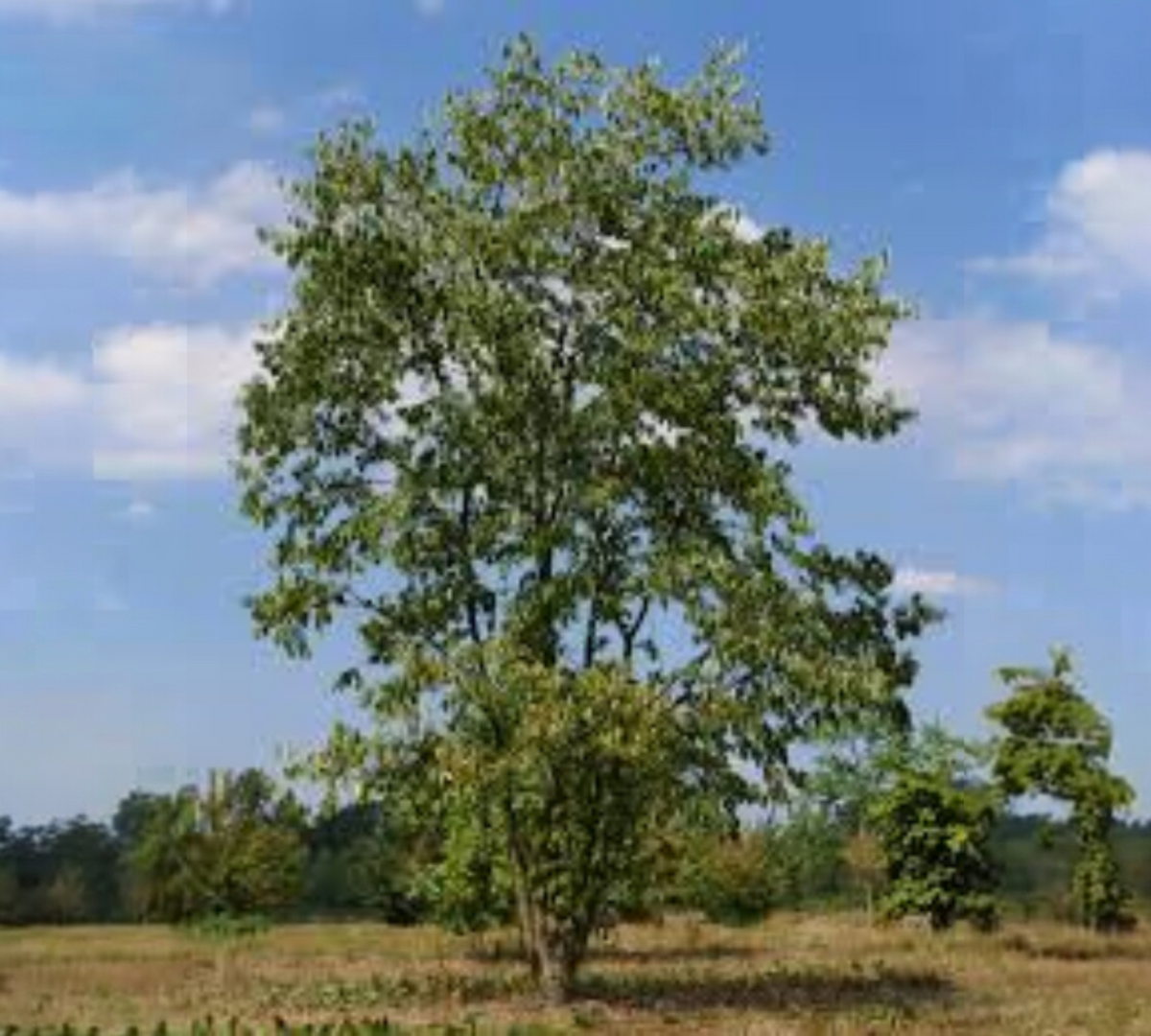 Celtis Australis (Bagolaro/Spaccasassi)