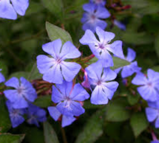 Ceratostigma Willmottianum – Plumbago Cinese