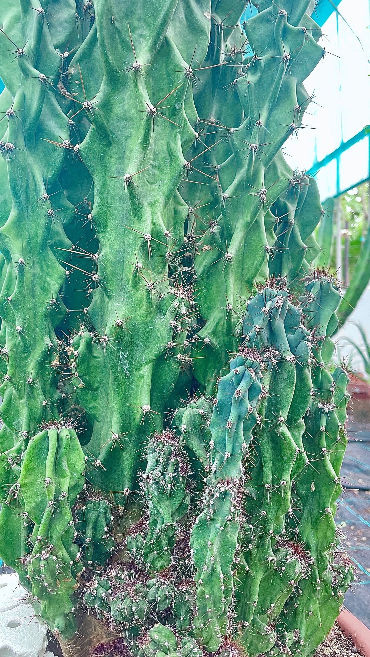 Cereus Peruvianus Monstruoso V 35 cm H 100 cm