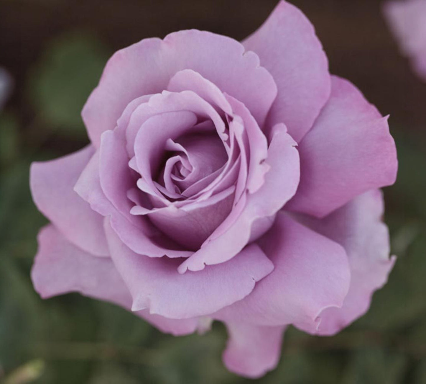 Charles de Gaulle Meilanein