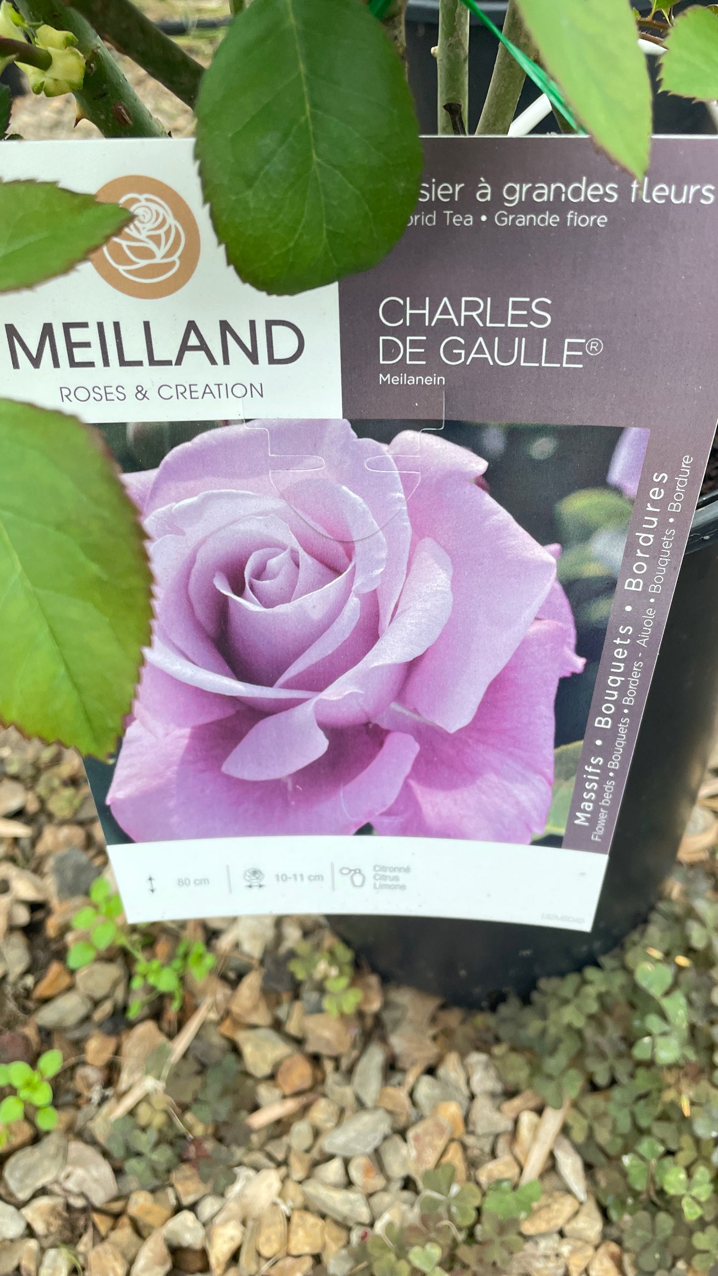 Charles de Gaulle Meilanein