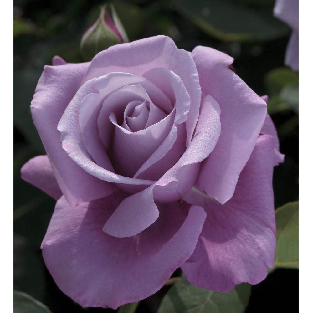 Charles de Gaulle Meilanein