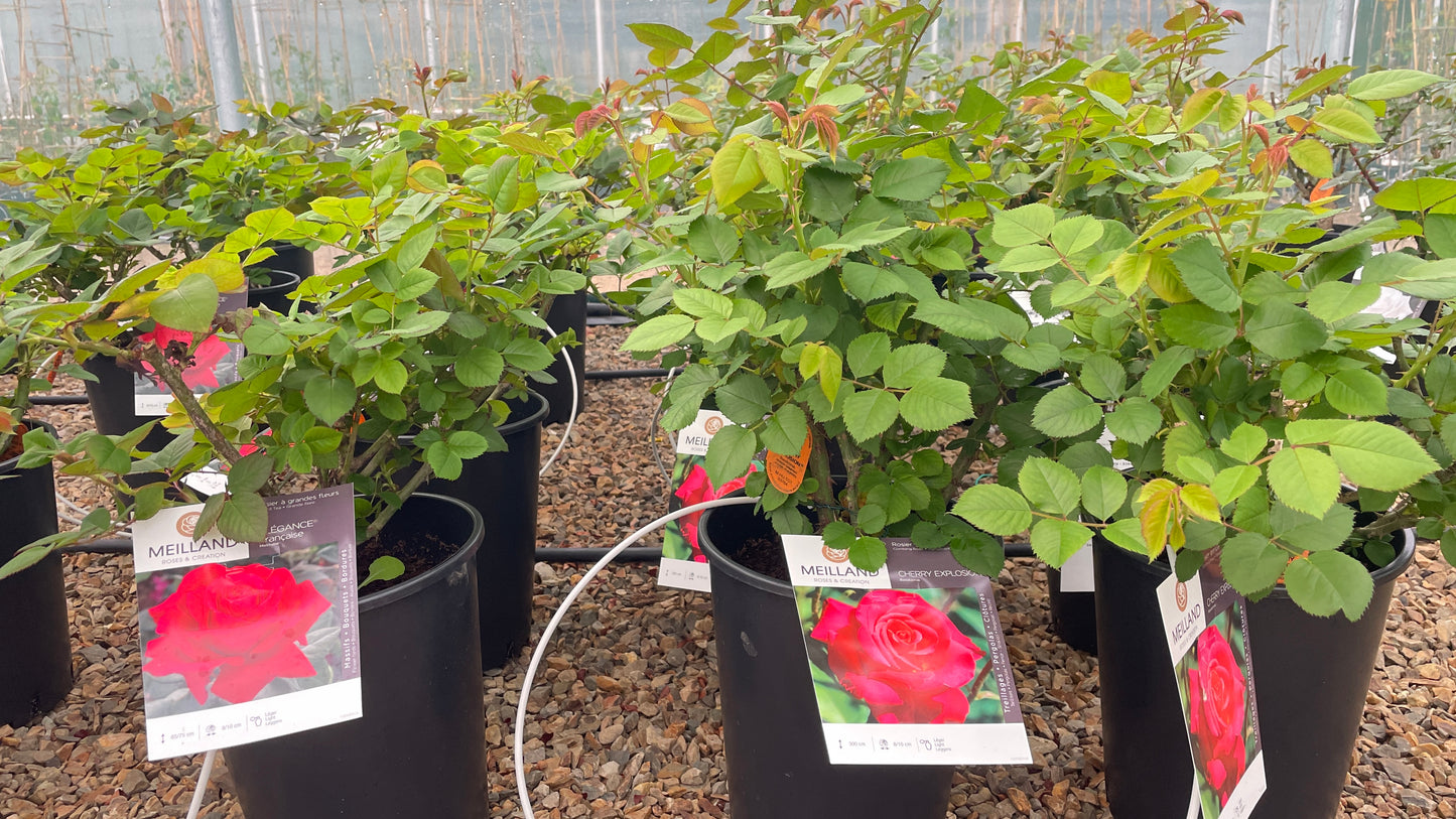 Cherry Explosion Baisikomik