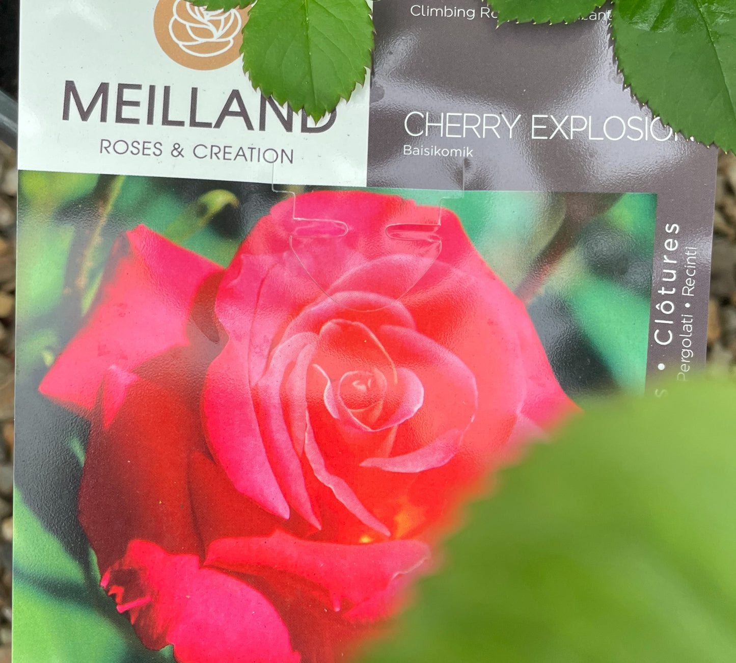 Cherry Explosion Baisikomik