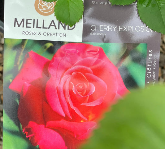 Cherry Explosion Baisikomik