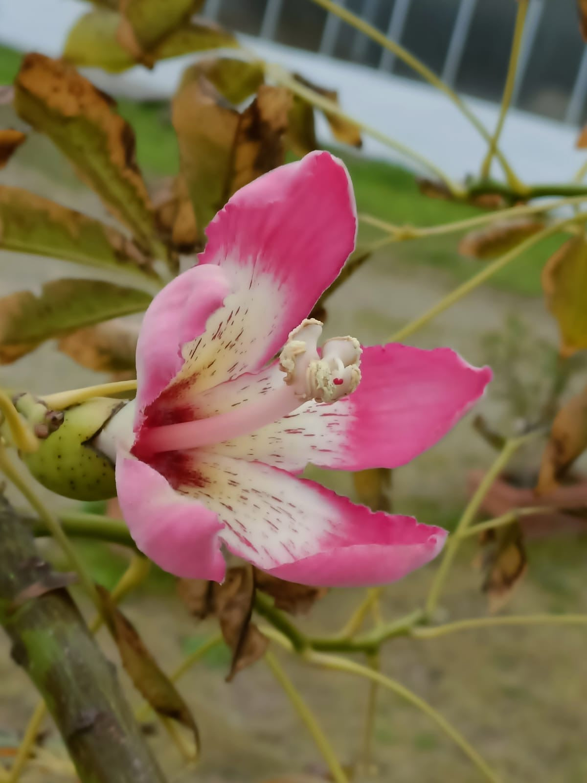 Chorisia Speciosa (Albero Bottiglia) Fiori Rosa - Varie Dimensioni