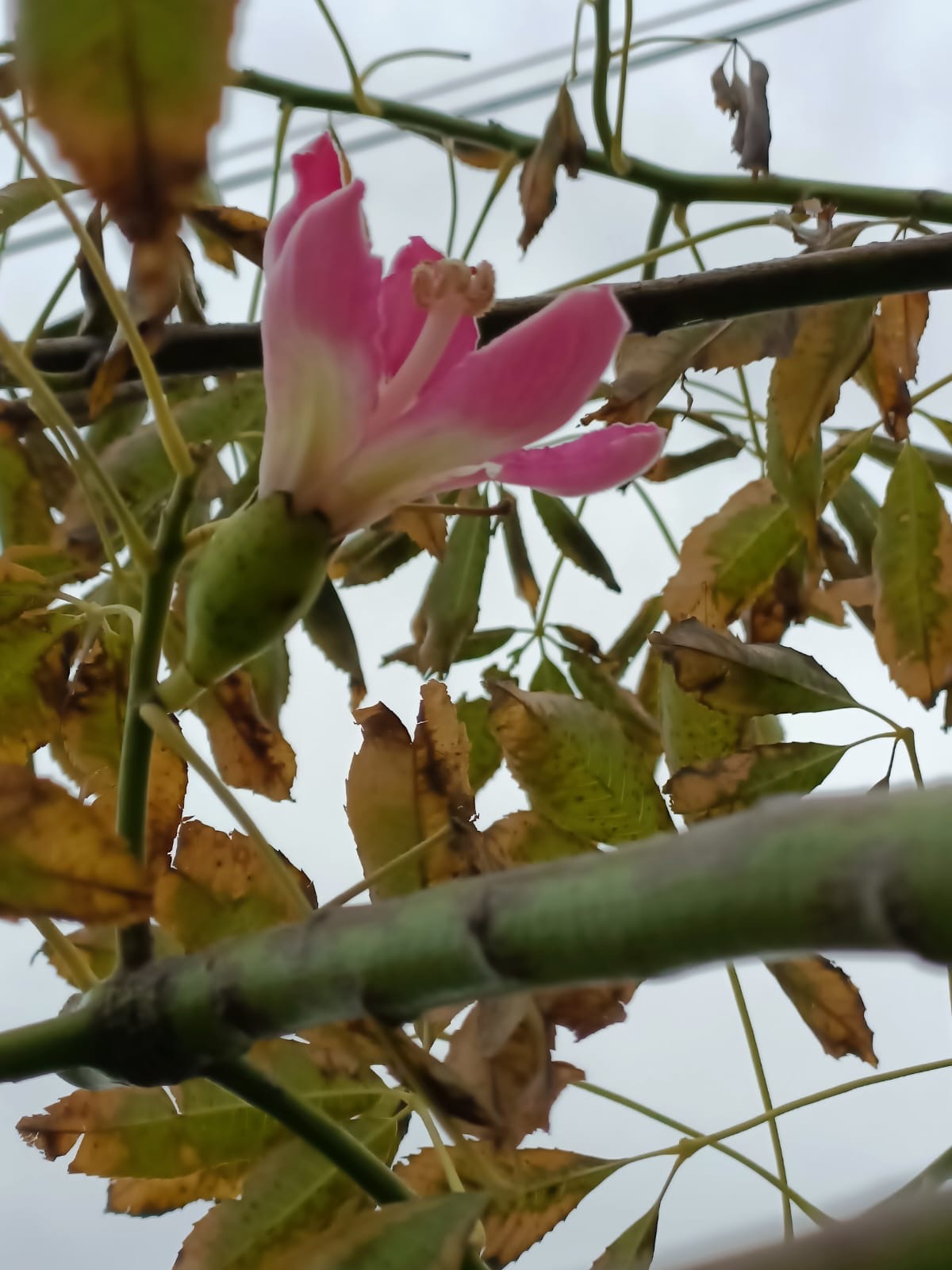Chorisia Speciosa (Albero Bottiglia) Fiori Rosa - Varie Dimensioni