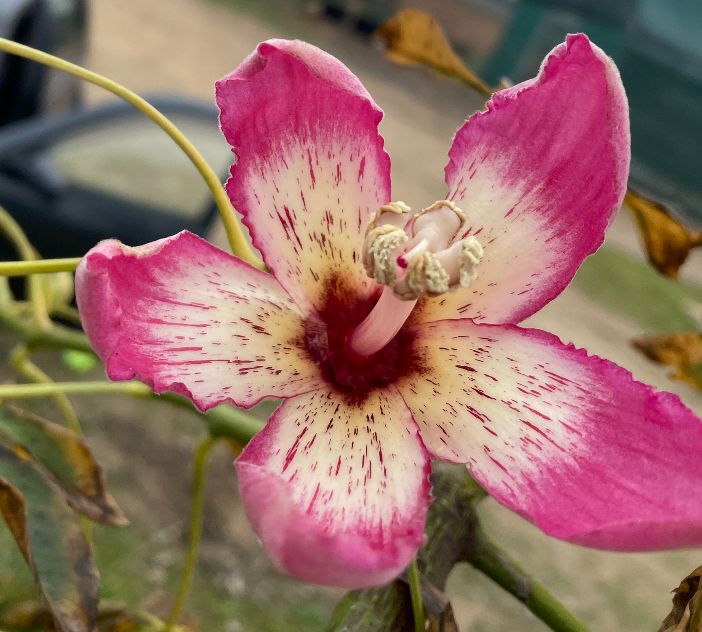 Chorisia Speciosa (Albero Bottiglia) Fiori Rosa - Varie Dimensioni