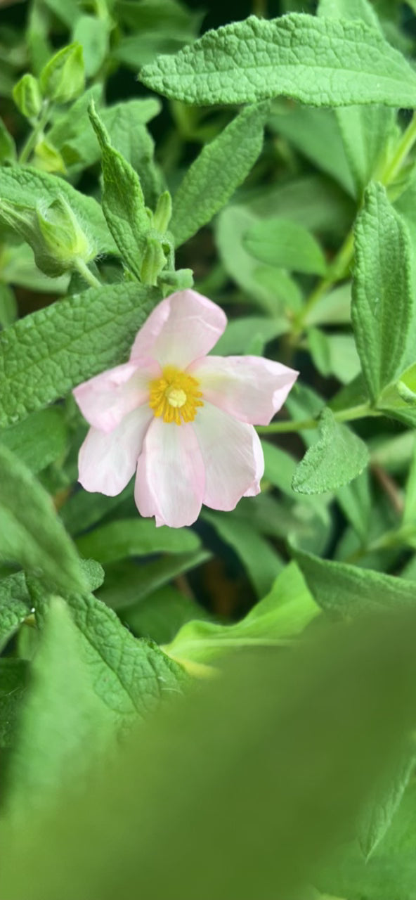 Cistus v18