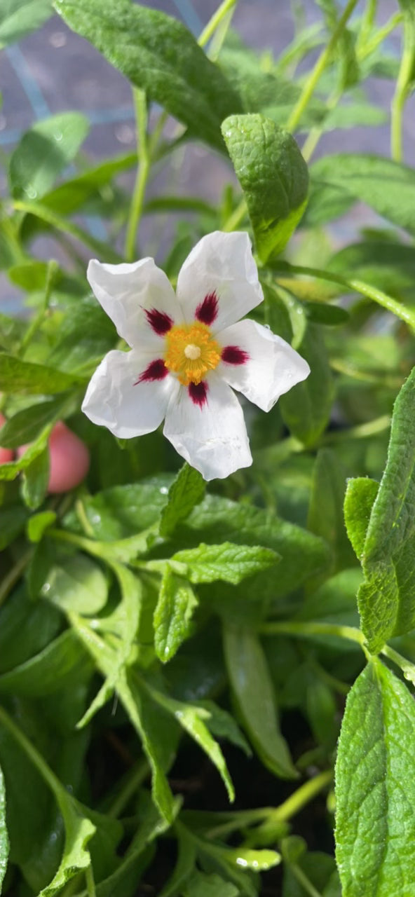 Cistus v18