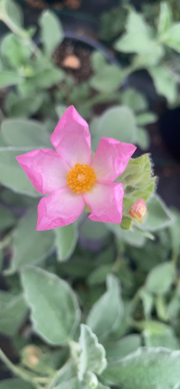 Cistus v18