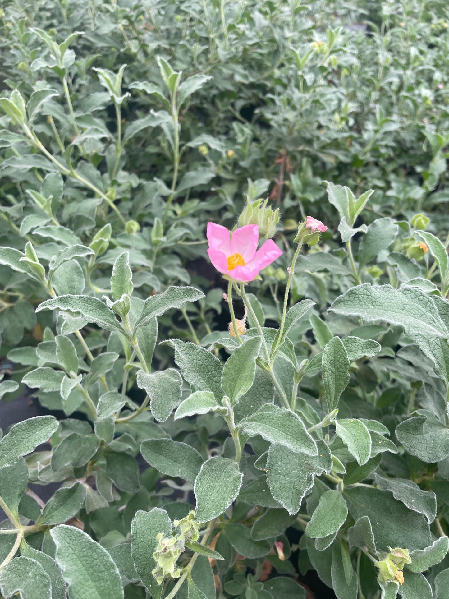 Cistus v18