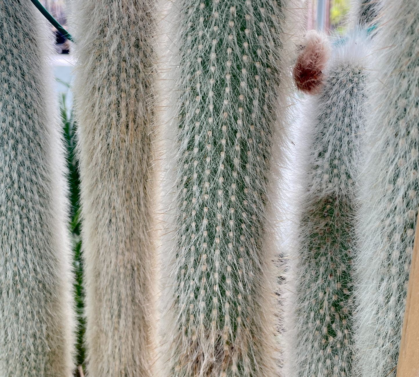 Cleistocactus Strausii V 35 cm, H 100 cm