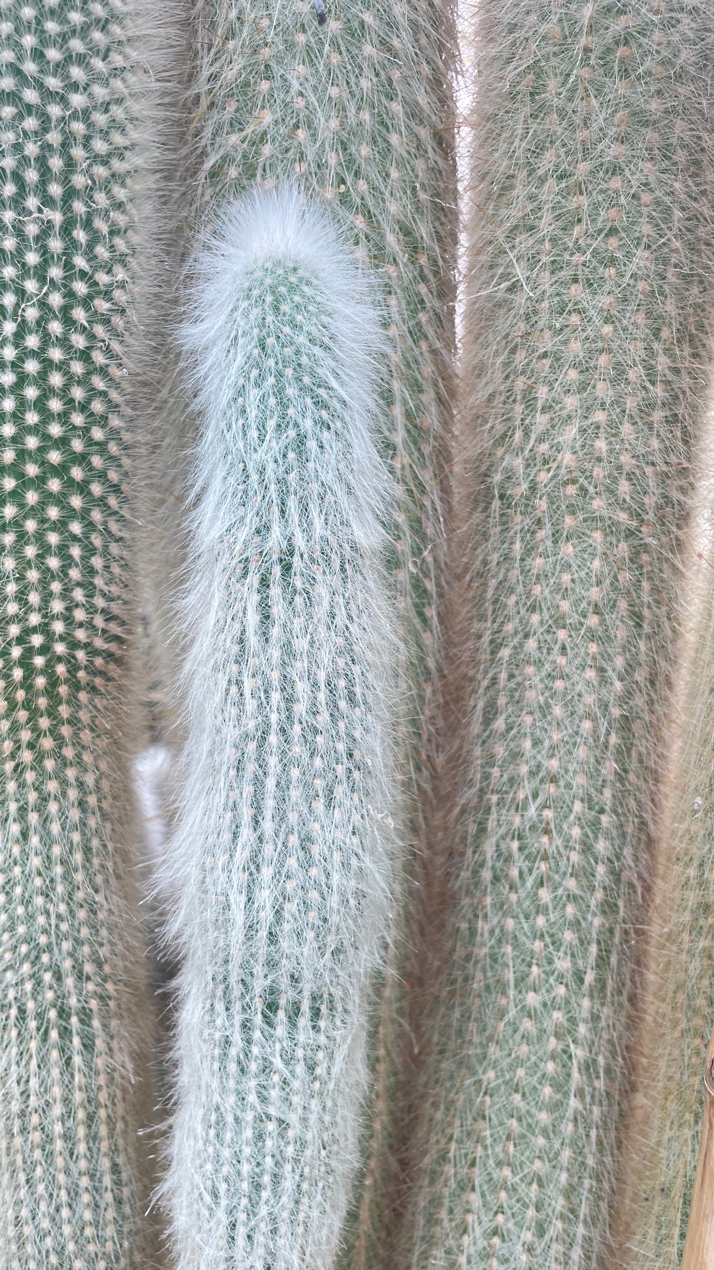 Cleistocactus Strausii V 35 cm, H 100 cm