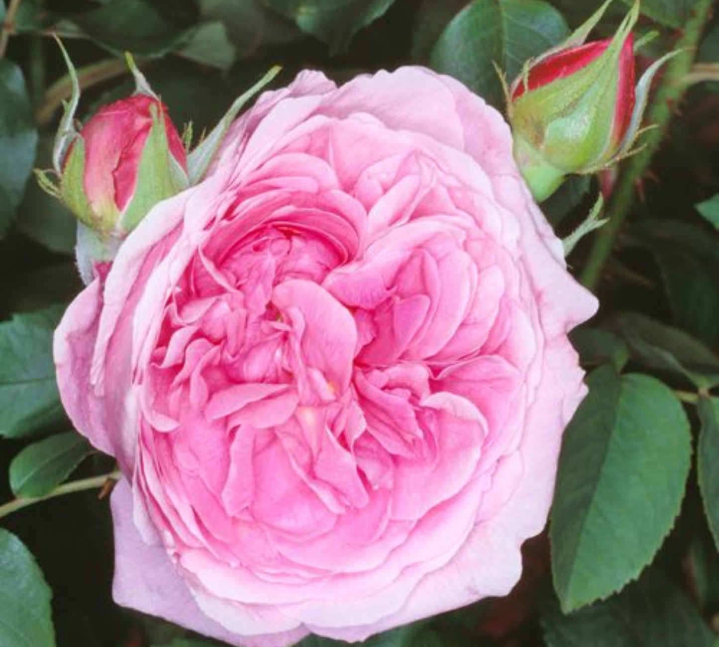 Comte de Chambord v22 cm