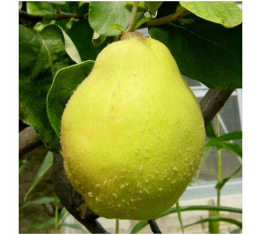 Pero Cotogna Gigante di Wrannica v22 cm