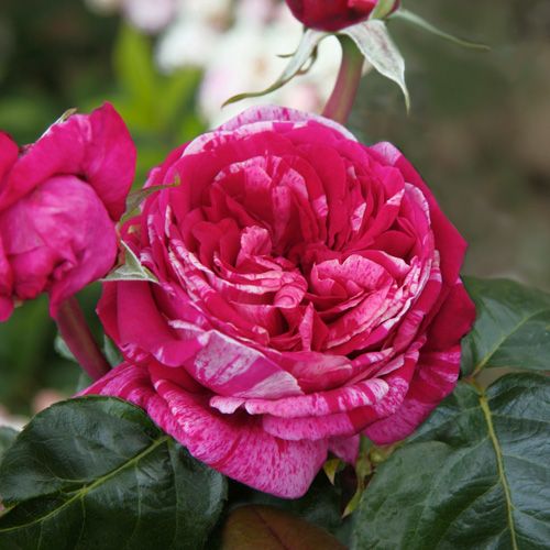 Crazy Fashion v24 cm