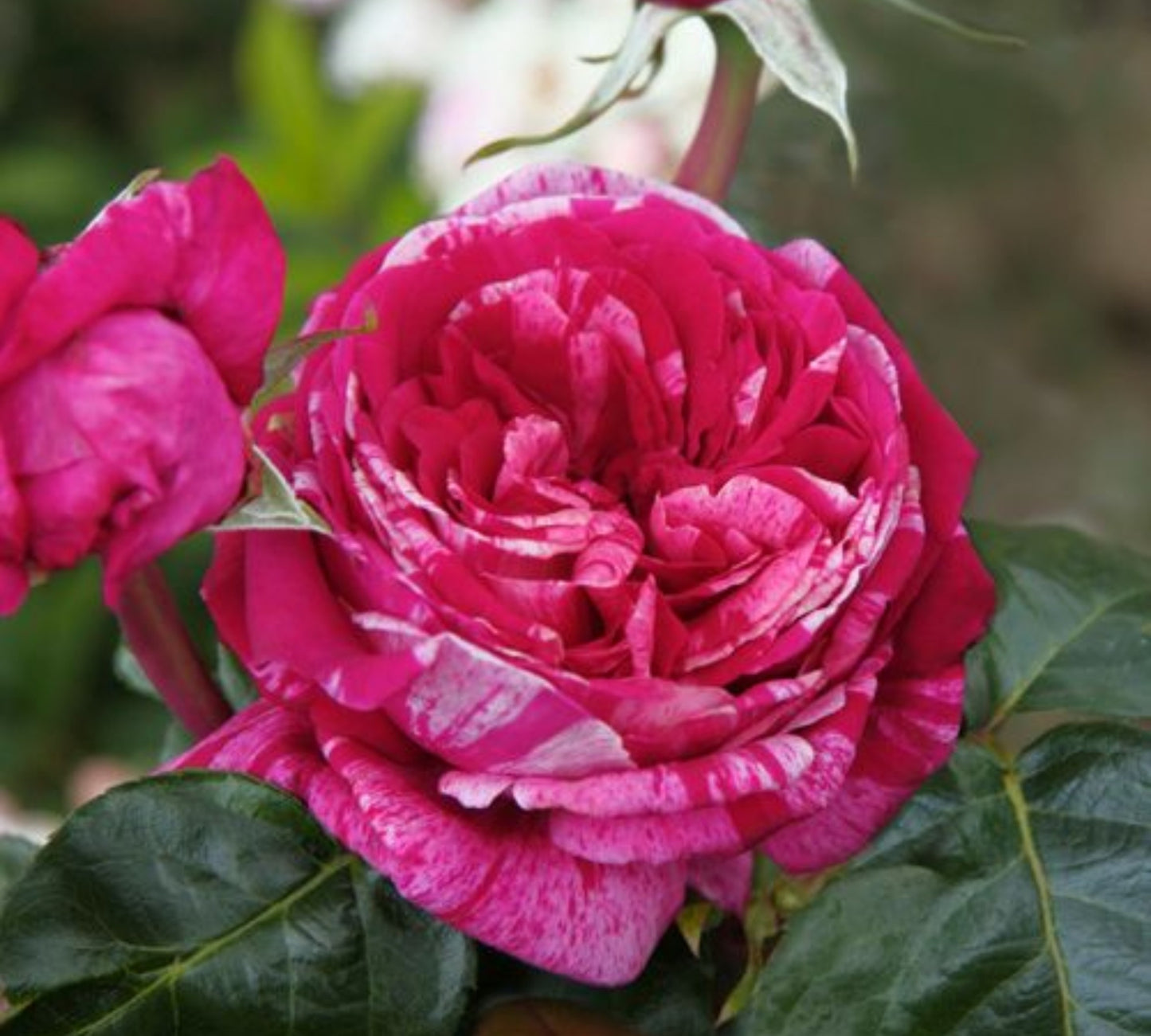 Crazy Fashion v24 cm