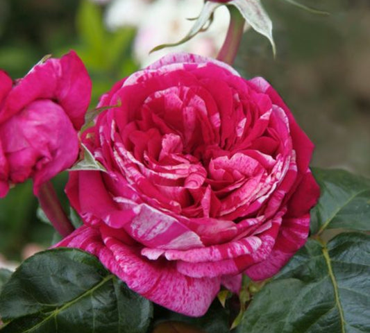 Crazy Fashion v24 cm