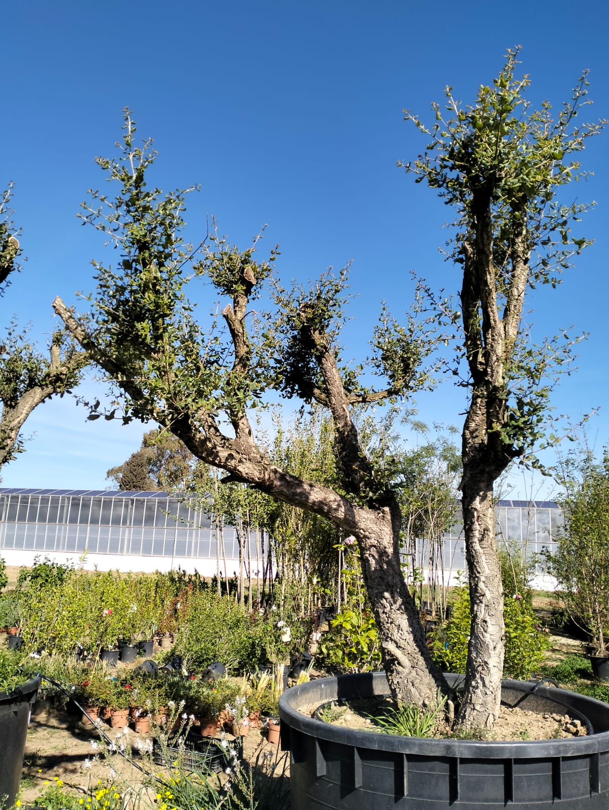 Quercus suber esemplari grandi varie dimensioni