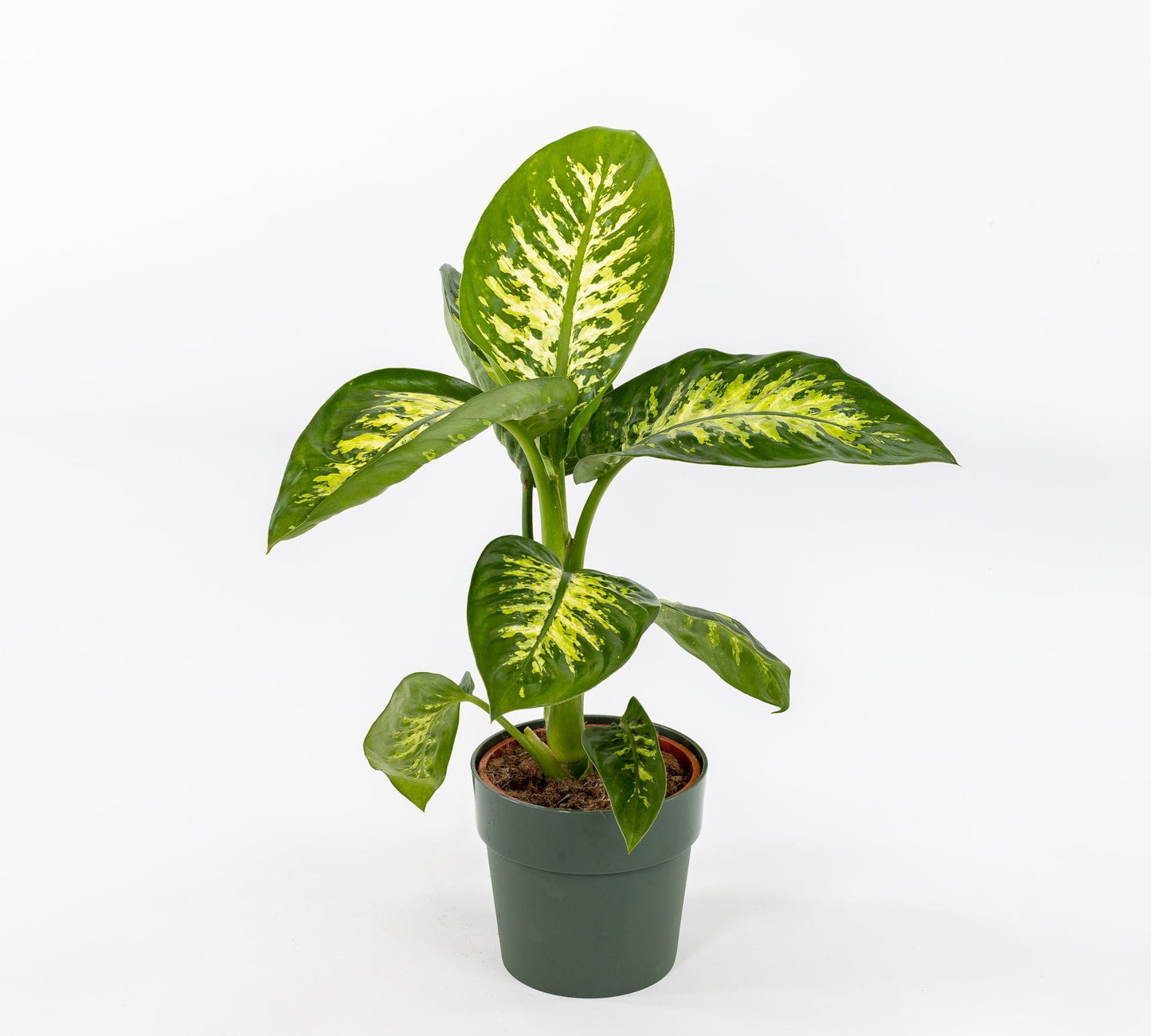 Dieffenbachia tropic snow v18 cm