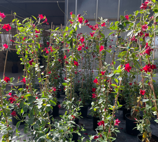 DIPLADENIA ricadente v 17 cm