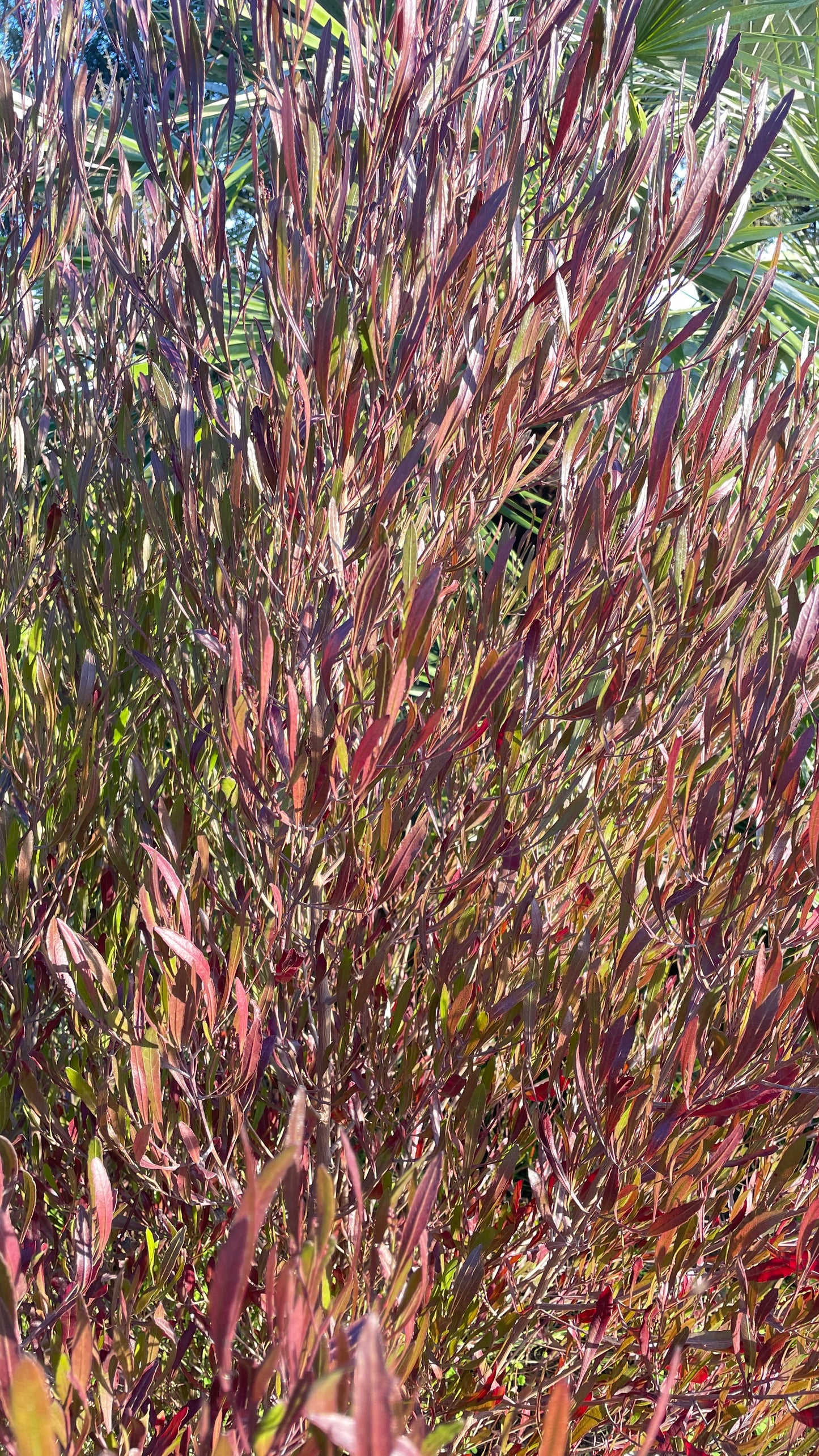 Dodonea Viscosa